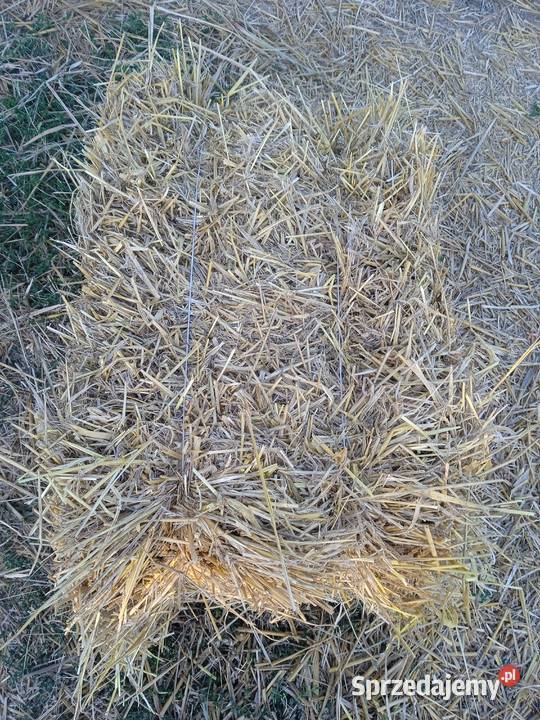 Słoma W Kostkach 2025 Grodzisk Mazowiecki