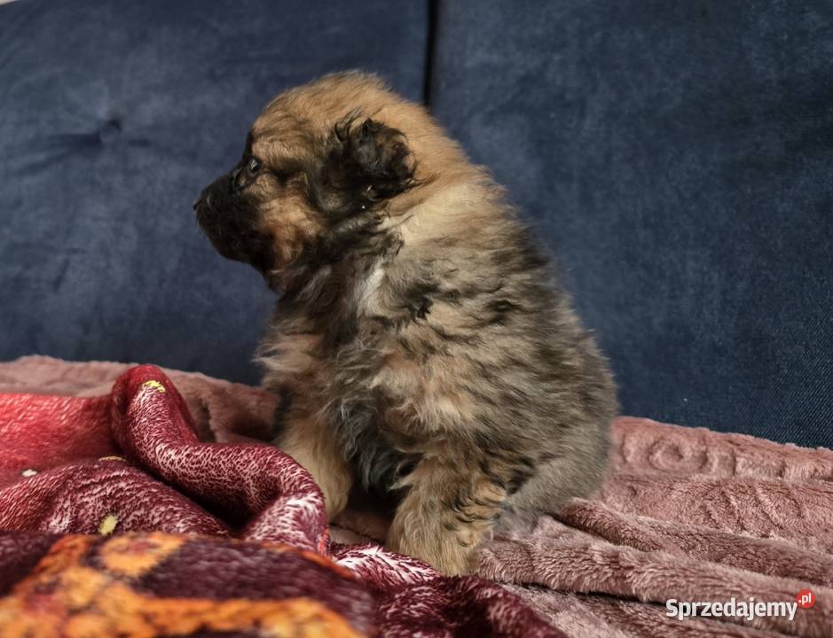 Szpic pomeranian Tarnów