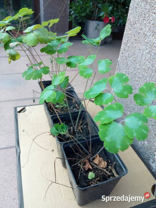 Orliki sadzonki kwiaty ogrodowe byliny małopolskie