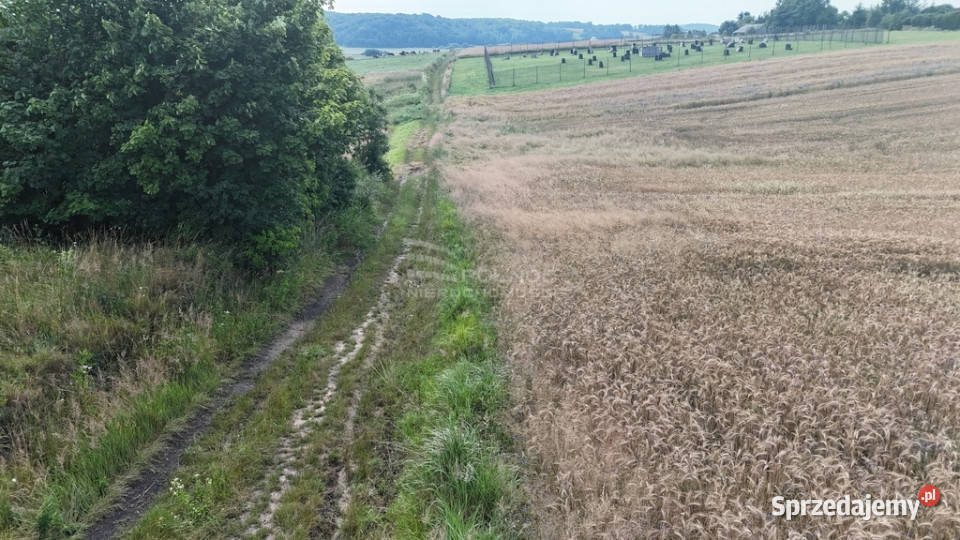 Sprzedam siedlisko w Bożej Woli gm Adamów Boża Wola