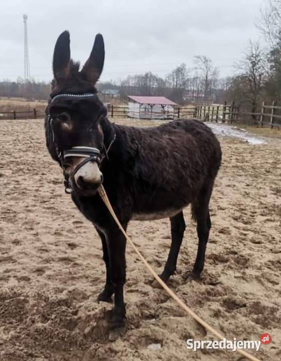 Osioł osiołek ogier Konie Markowa