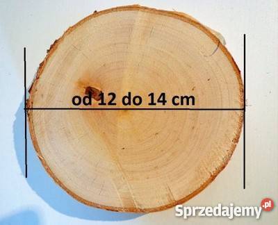 Plaster krążek drewniane 1214 brzoza gr2 Dekoracje i ozdoby Rybnik