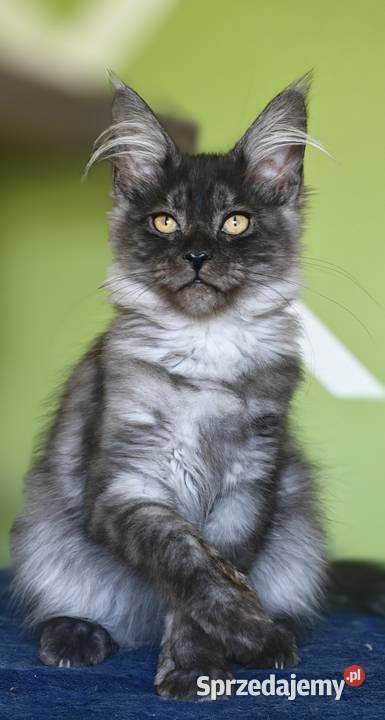 Maine Coon kotka rodowód fpl Olkusz