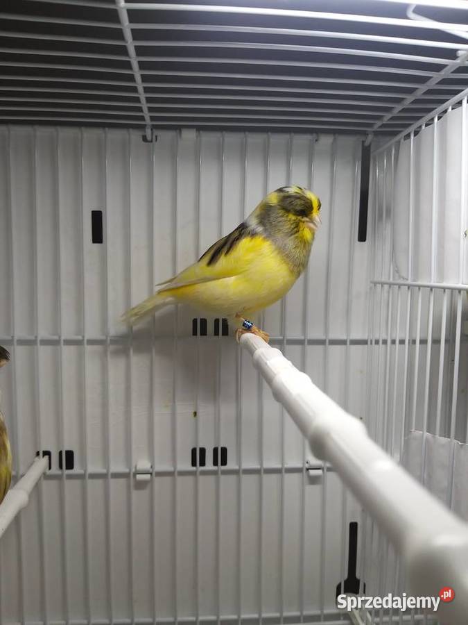 Kanarek Gloster Samiec 23 r