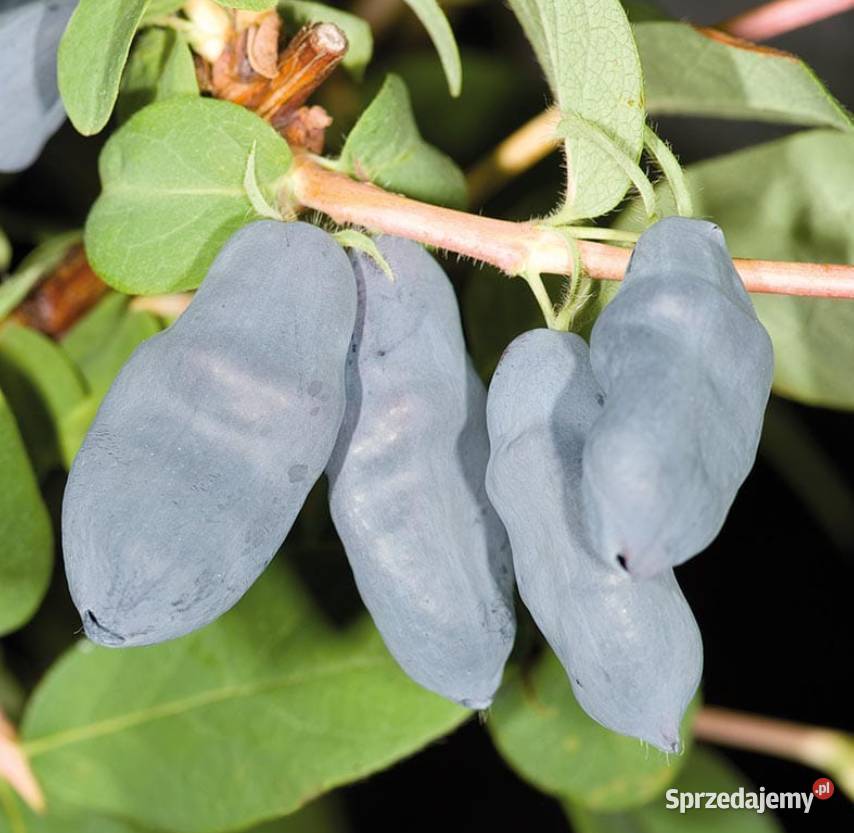 Jagoda kamczacka wyjątkowo plenne odmiany Owocowe Knurów