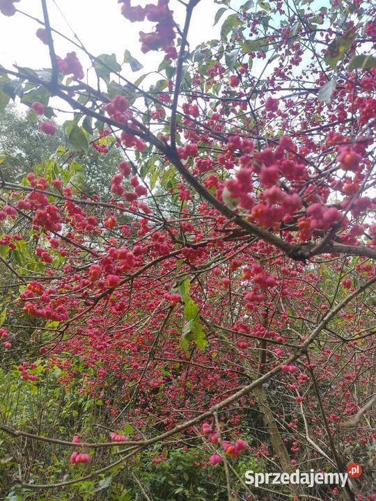 Trzmielina Euonymus zbiór 2025r podkarpackie Jasło