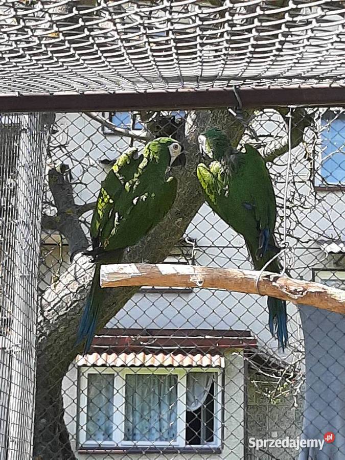 Ary severa para lęgowa Skała