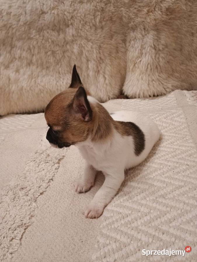 Chihuahua XS chłopiec Diament Kleszczów