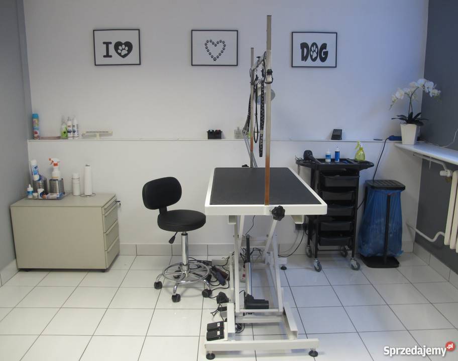 PSI FRYZJER ŁAPKA STRZYŻENIE PSÓW GROOMER NOWO Poznań