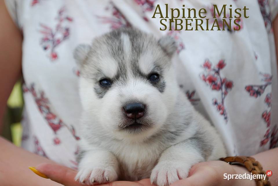 Szczeniaki srebrnobiałe Siberian Husky lato 2023 podkarpackie Rzeszów