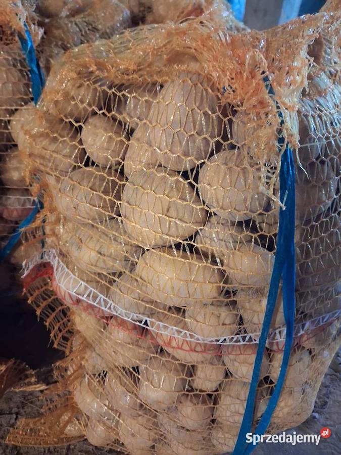 Ziemniak paszowy gruby i drobny Mielec
