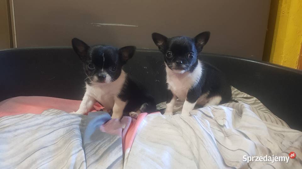 Suczka rasy Chihuahua Płońsk