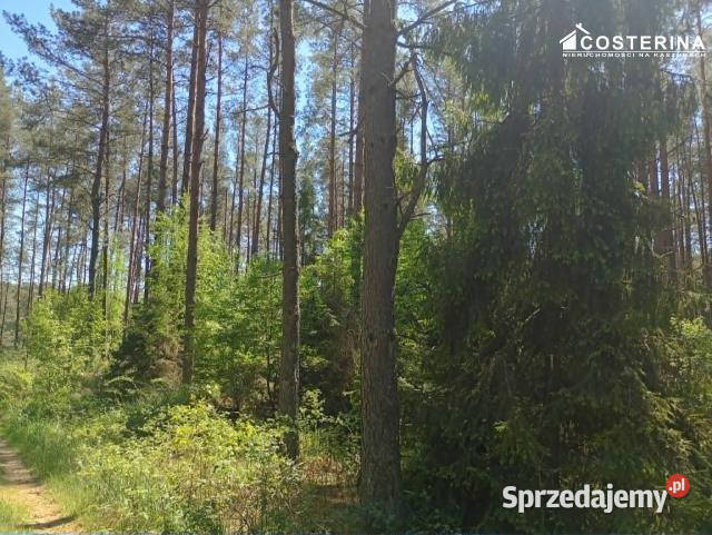 Działka 145300m2 Gostomie leśna sprzedam