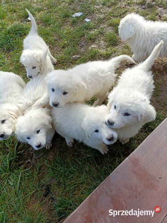 Szczeniak owczarek podhalański gotowy do odbioru Owczarek