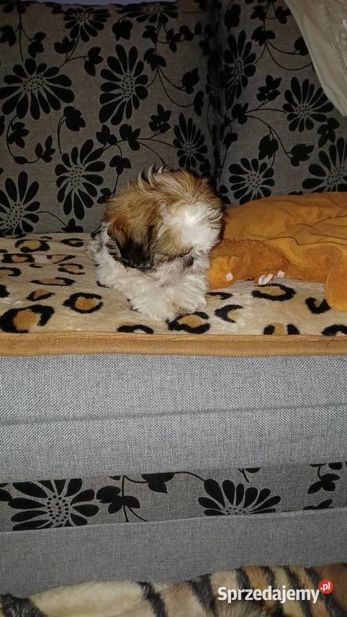 Szczeniaczki shih tzu puchate perełki Lubartów