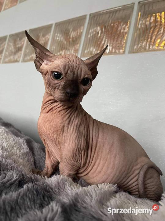 Ostatni Kocurek 3 BambinoToy NOWY Miot Sphynxiki Sosnowiec