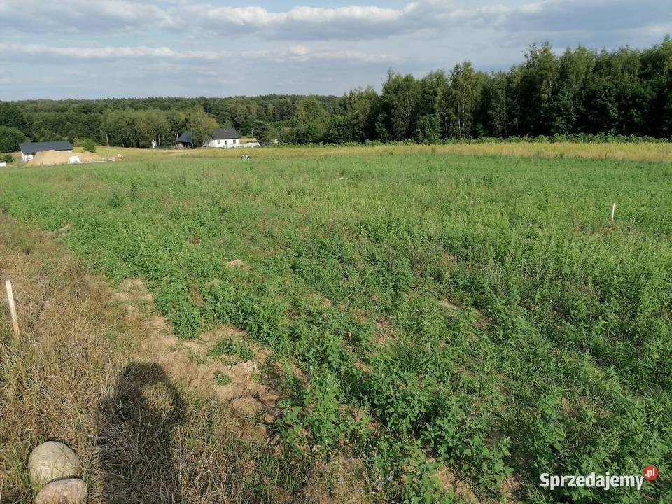 Działka budowlana 1600 mkw Koziołki