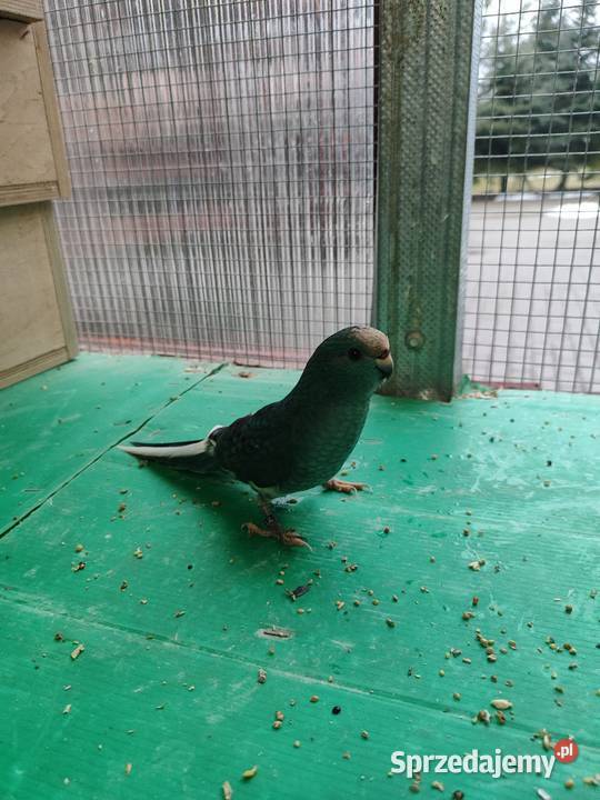 Modrolotki sprzedam Ptaki Mała Wieś Dolna