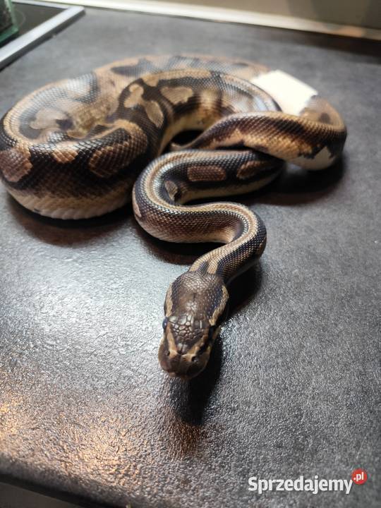 Pyton królewski samiec Piebald mazowieckie Pruszków