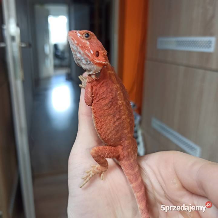 Agama Brodata Red Błonie sprzedam