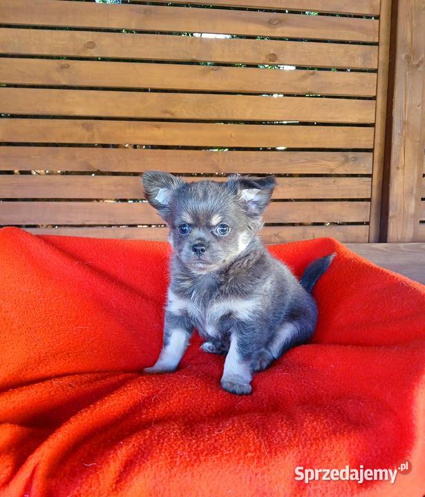 Suczka chihuahua liliowa Płock sprzedam