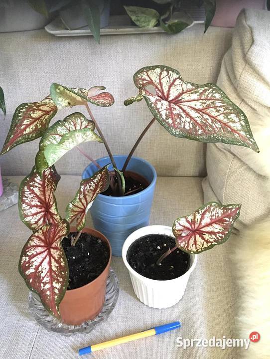 Caladium Pozostałe Warszawa