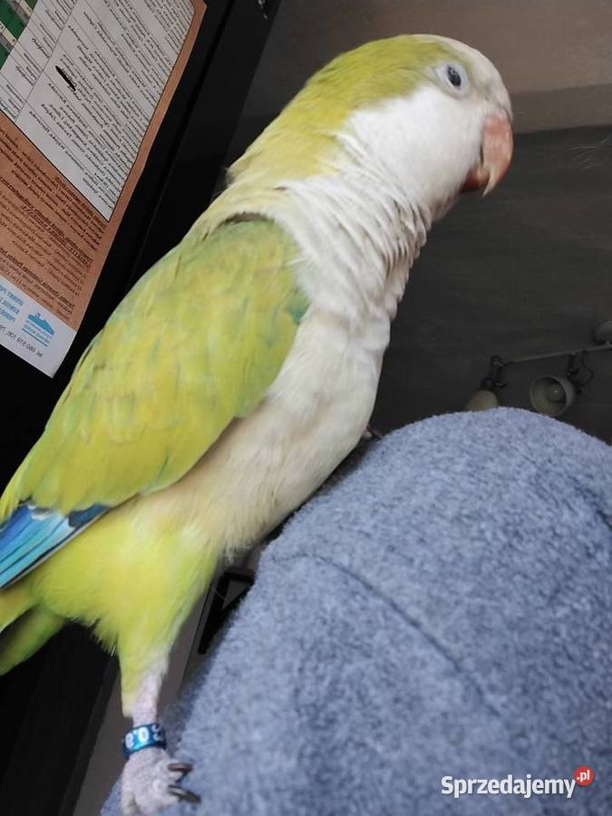 Mniszką nizinna Kaczyce sprzedam