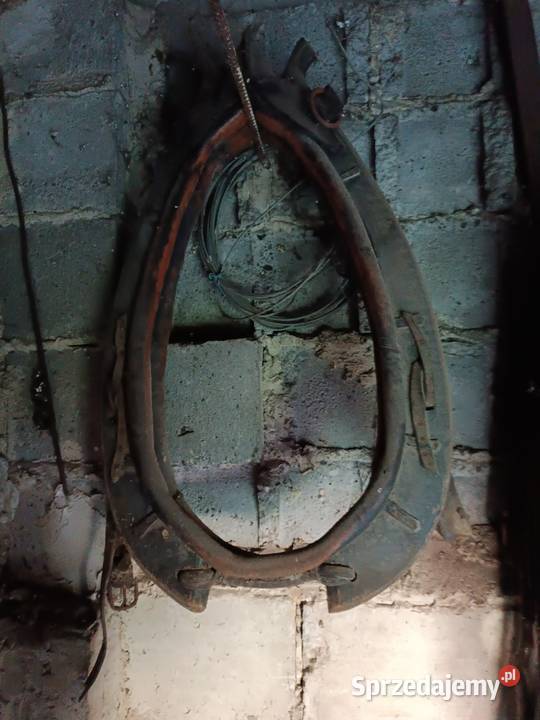 Chomonto i lejce Kielce