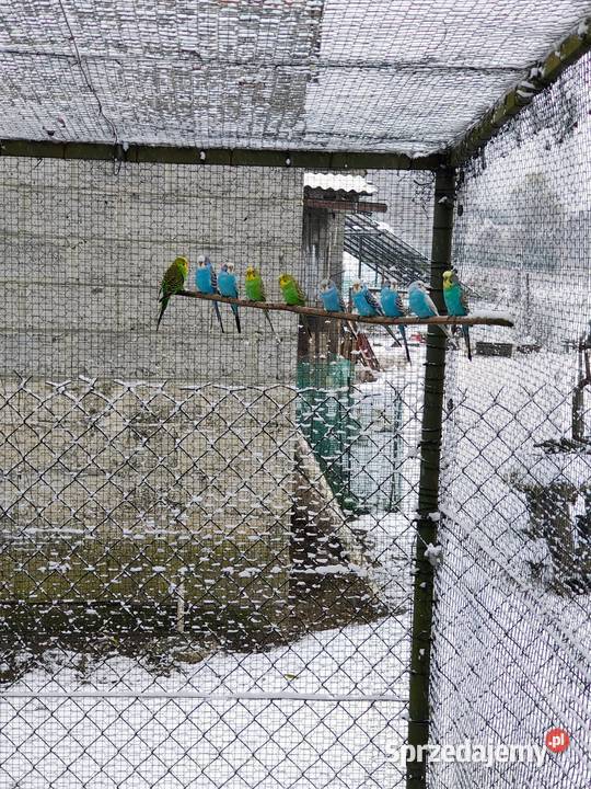 Papuga falista Swędzieniejewice