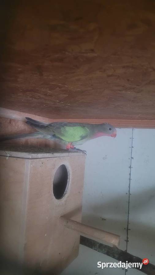 Ksiezniczka walli zielona samica Wieliczka