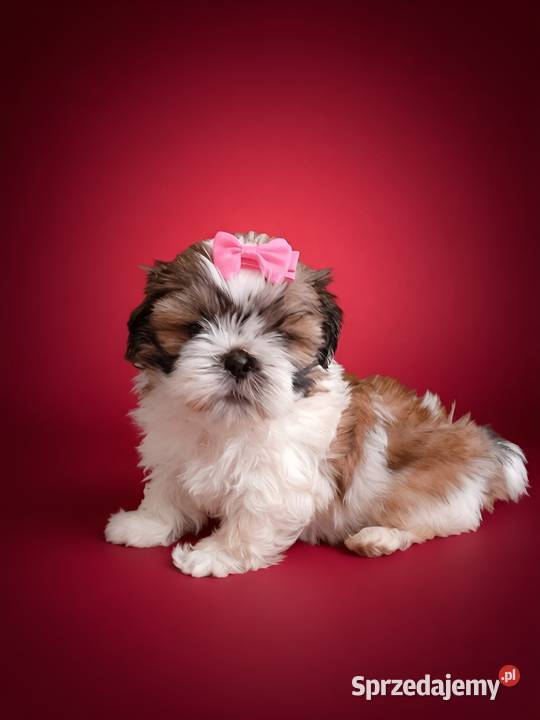 Gotowa do odbioru śliczna suczka rasy ShihTzu