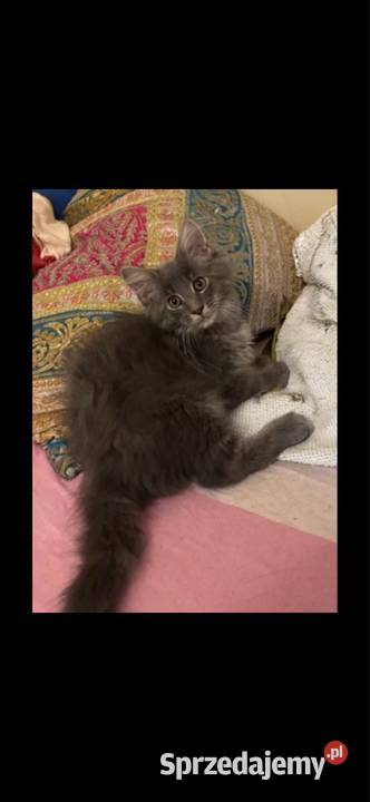 Kotki Maine Coon Warszawa sprzedam