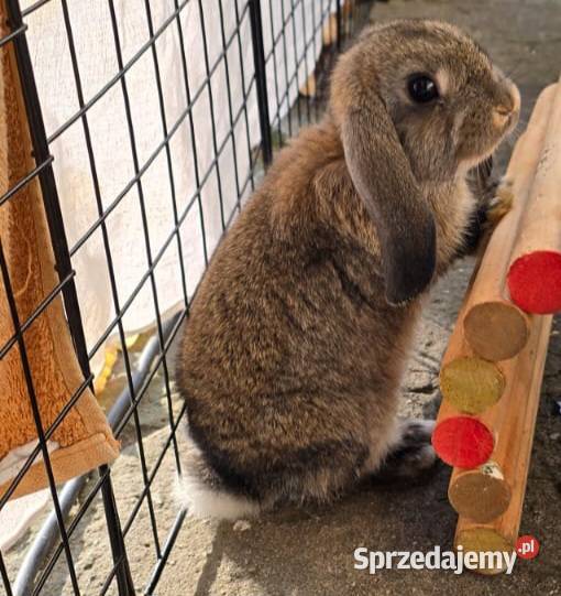 Królik Mini Lop
