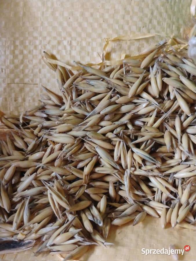 Owies żółty i czarny gniady