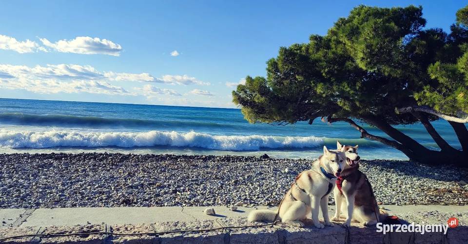 Siberian Husky Championach ZKwP FCI