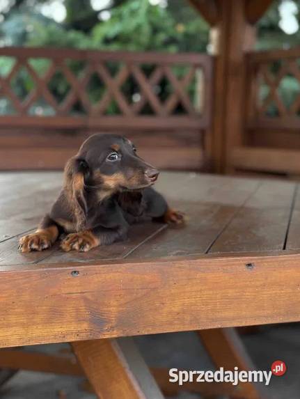 Jamnik miniaturowy choco Dauschaund Dackel Żychlin