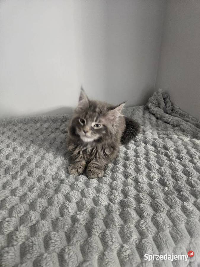 Maine Coon kocur niebieski Radom sprzedam