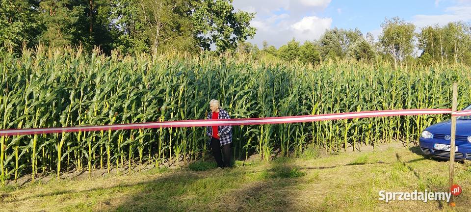Kukurydza na kiszonkę kwalifikat Rośliny na biomasę mazowieckie Bierzewice sprzedam