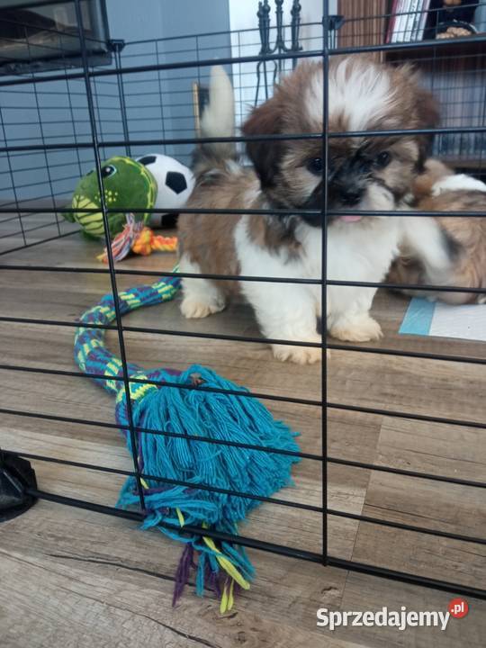 Shihtzu pieski i suczki sprzedam