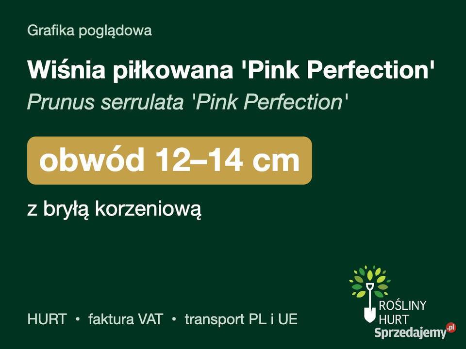 Wiśnia piłkowana Pink Perfection obwód 1214 z wielkopolskie