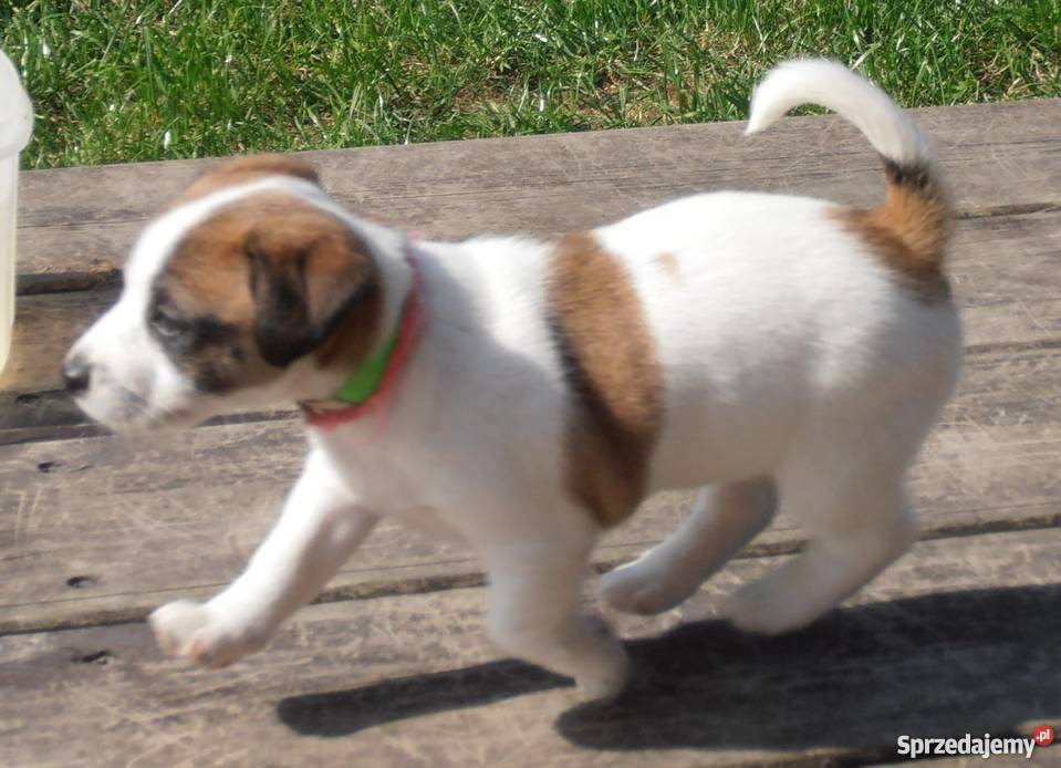 JACK RUSSELL TERRIER 100 GŁADKOWŁOSE metryka FCI mazowieckie Konstancin-Jeziorna