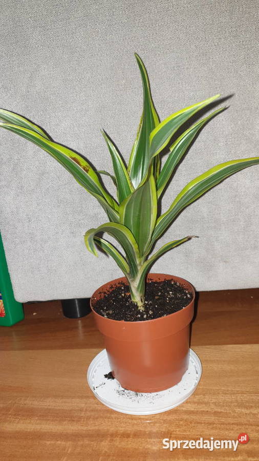 Dracena wonna dracaena fragrans Lemon Lime Warszawa
