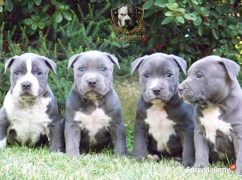 American Staffordshire Terrier Paczków
