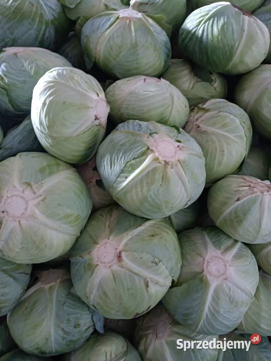 Sprzedam kapustę białą Rośliny okopowe Wiślica sprzedam