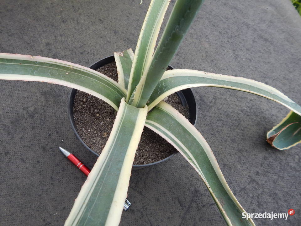 Kolorowa agawa agave americana variegata NOVA 3 Pozostałe Kraków sprzedam