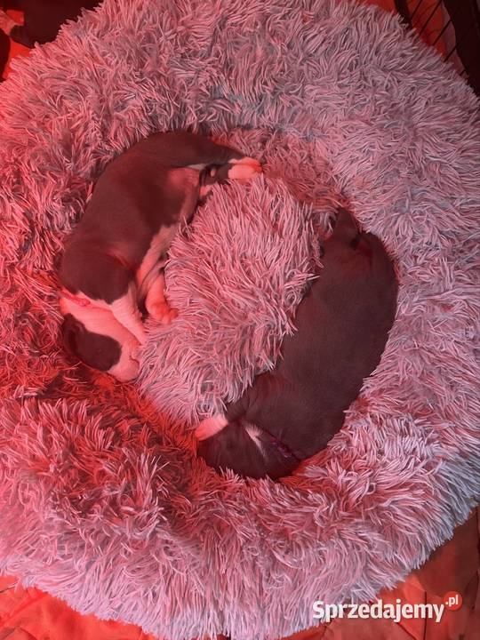 Piękne szczeniaki rasy American Staffordshire Cedynia