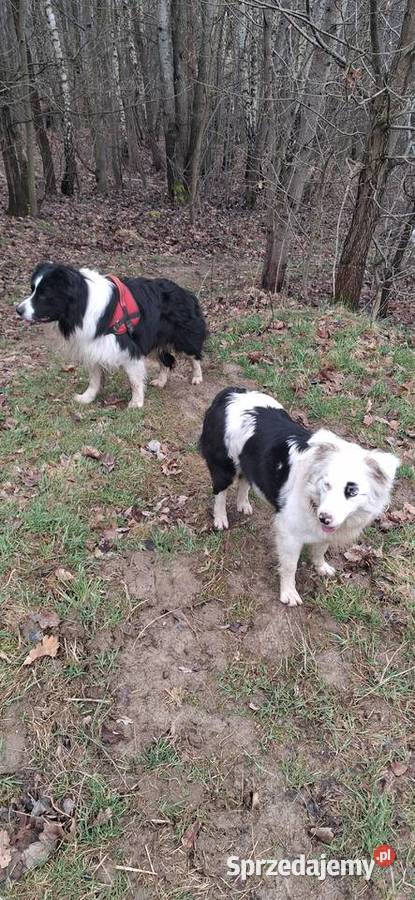Szczeniaki border collie Pozostałe Myślenice