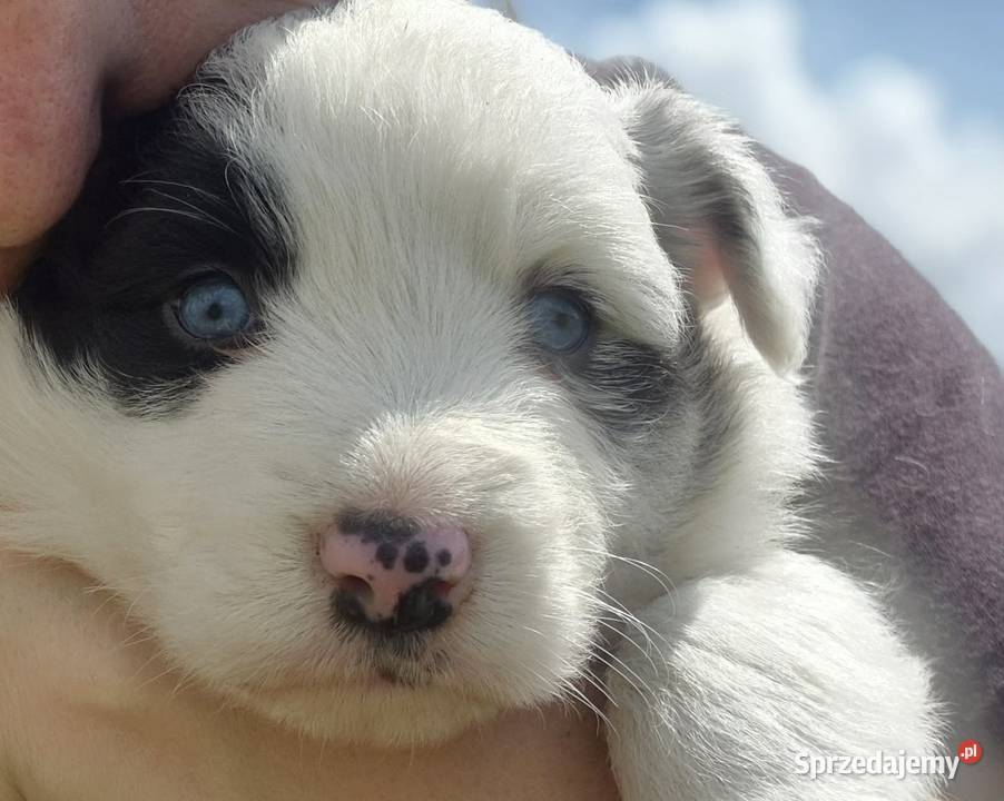 Border collie piesek Łobżenica