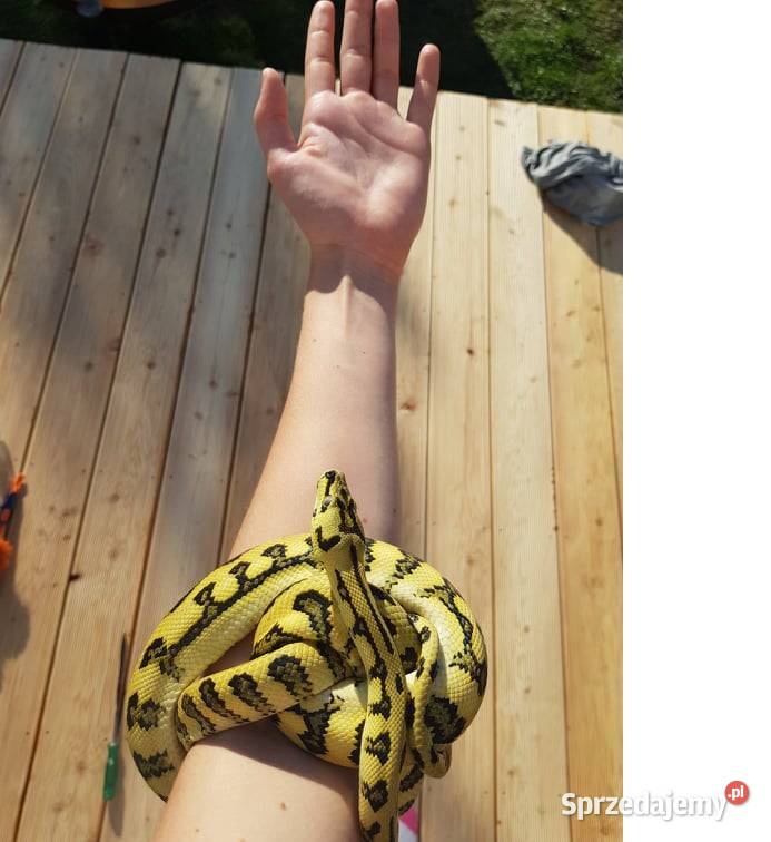 Pyton Dywanowy Morelia Spilota Jungle Jaguar Warszawa