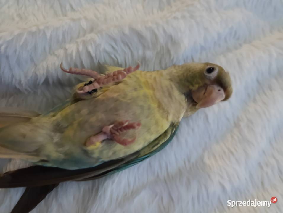 Rudosterki szukają nowego dobrego domku z całym Katowice sprzedam